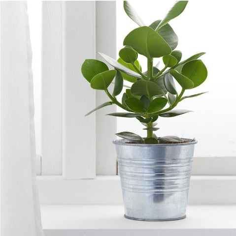 IKEA SOCKER Plant Pot, in/outdoor Galvanised, 12 cm