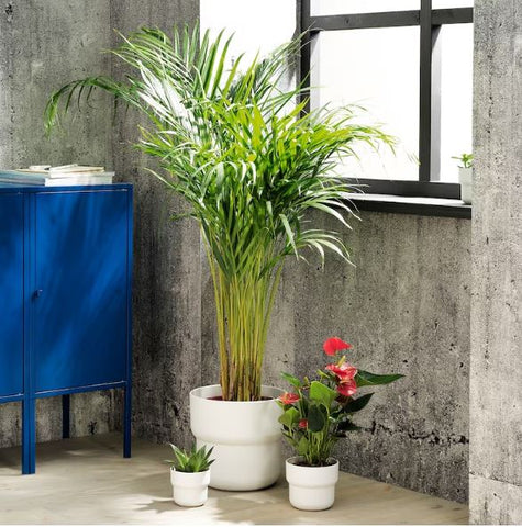 IKEA FORENLIG Plant Pot, In-Outdoor White, 24 cm