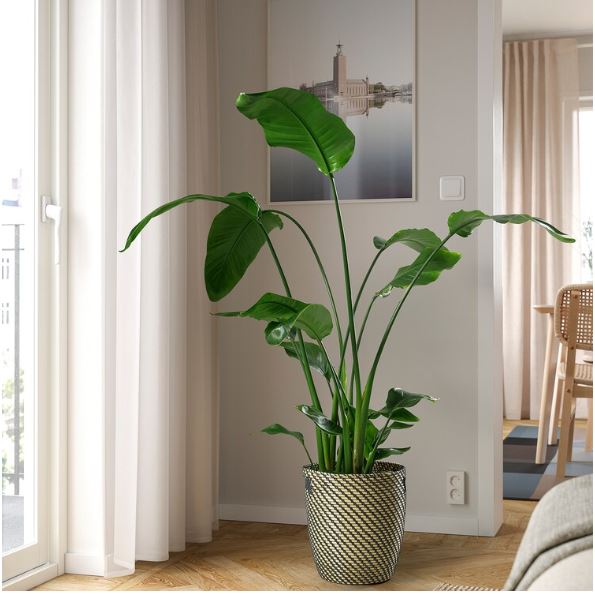 IKEA FEJKA Artificial Potted Plant, In-Outdoor Bird of Paradise 23 cm