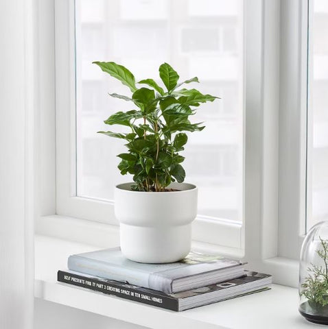 IKEA FORENLIG Plant Pot, In-Outdoor White, 12 cm