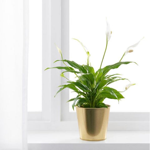 IKEA DAIDAI Plant Pot, Brass-Colour, 12 cm