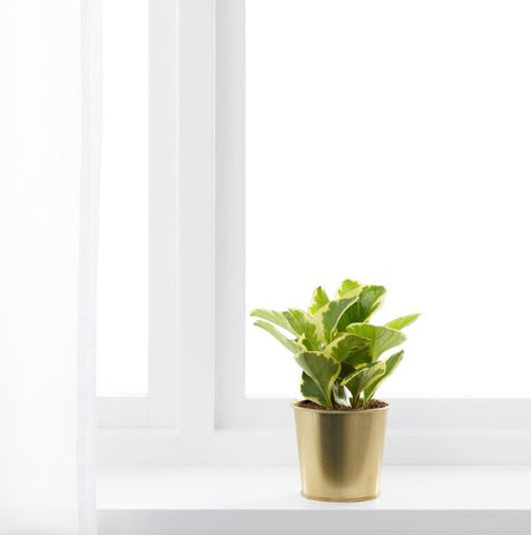 IKEA DAIDAI Plant Pot, Brass-Colour, 9cm